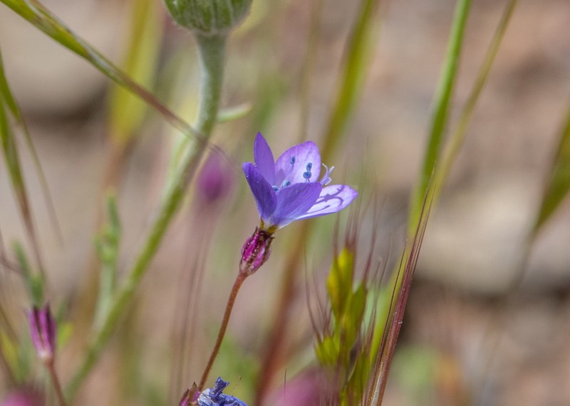 Puffcalyx Gilia photo 2