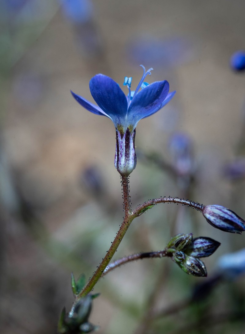 Puffcalyx Gilia photo 3