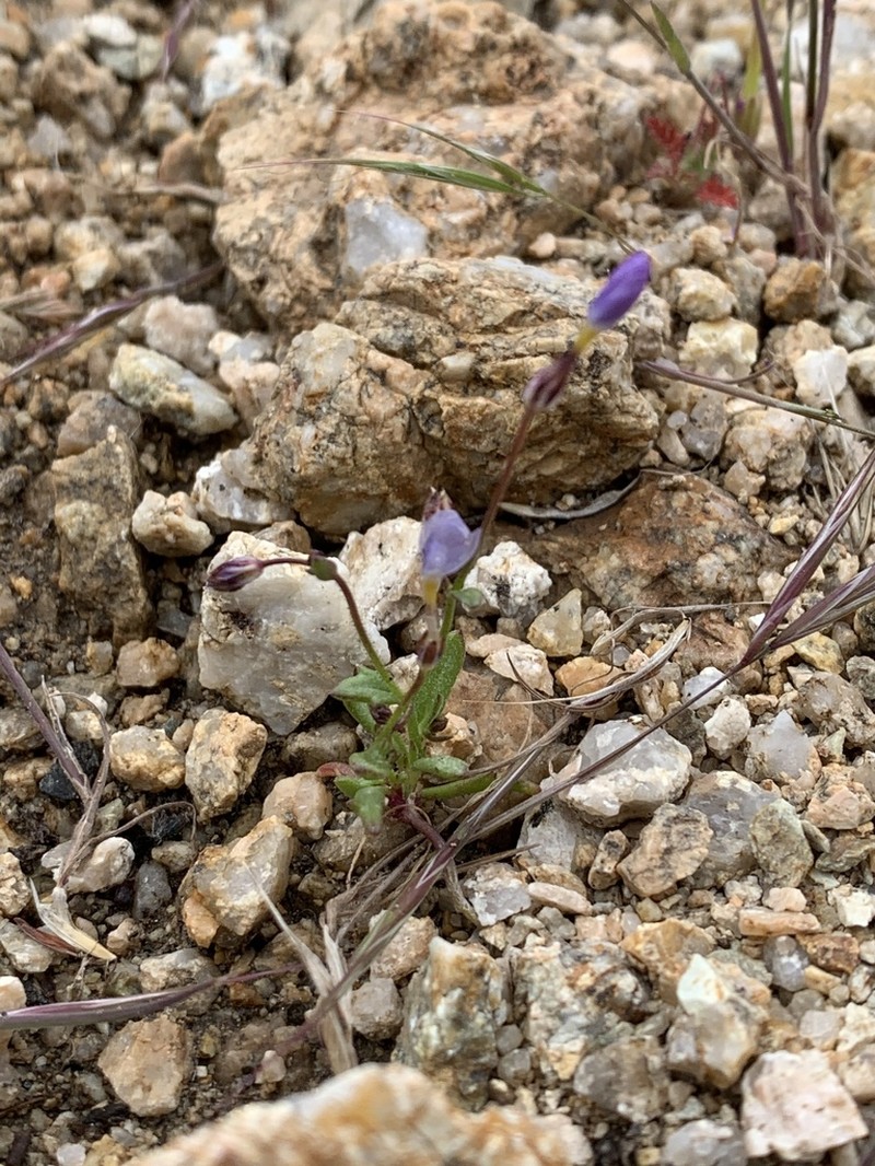 Puffcalyx Gilia photo 4