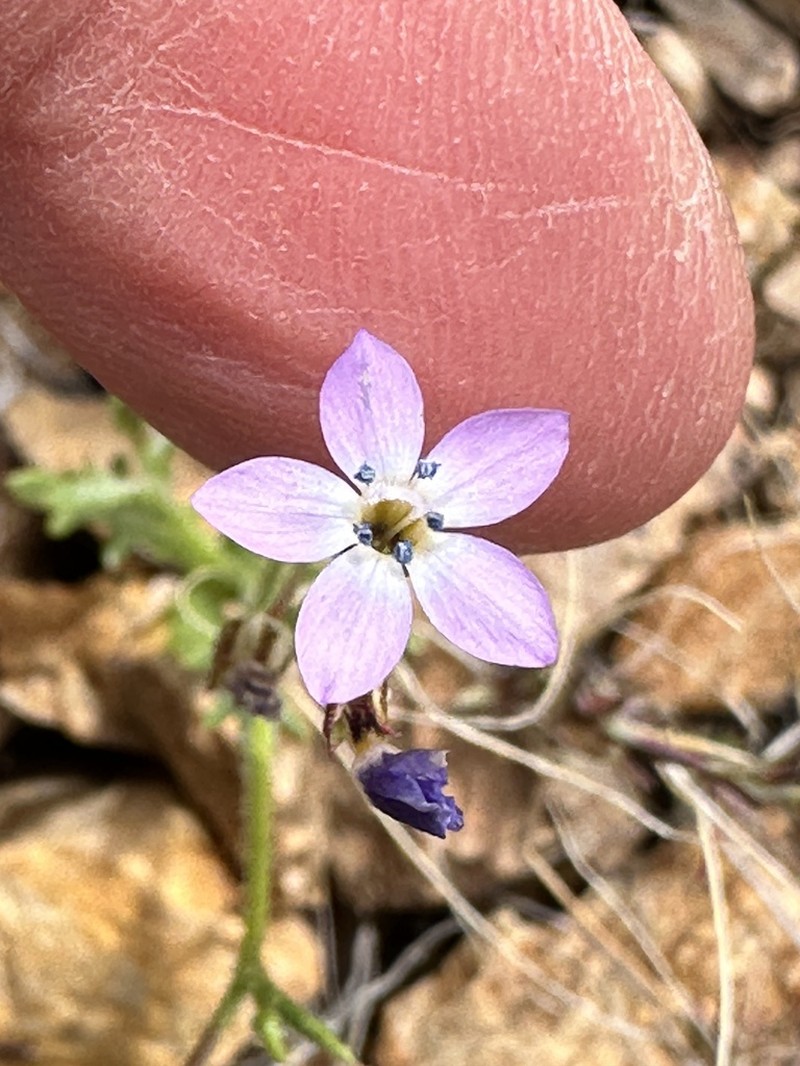 Puffcalyx Gilia photo 5
