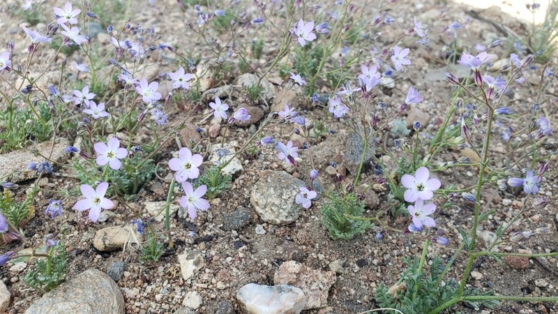 Puffcalyx Gilia photo 6