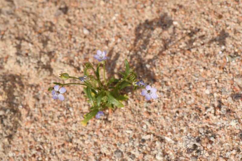 Puffcalyx Gilia photo 7
