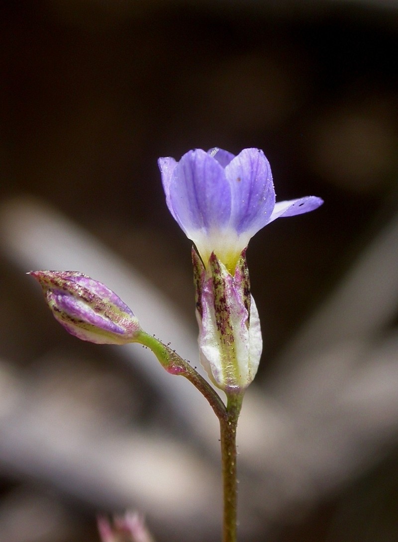 Puffcalyx Gilia photo 8