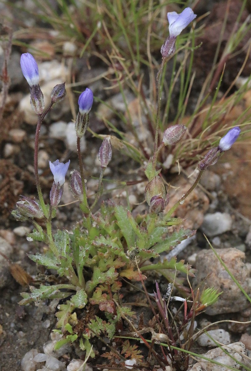Gilia aliquanta subsp. aliquanta
