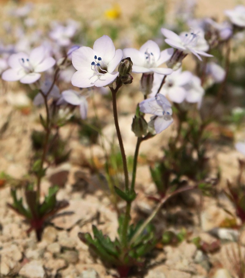 Gilia aliquanta subsp. aliquanta photo 2