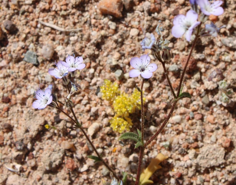 Gilia aliquanta subsp. aliquanta photo 3