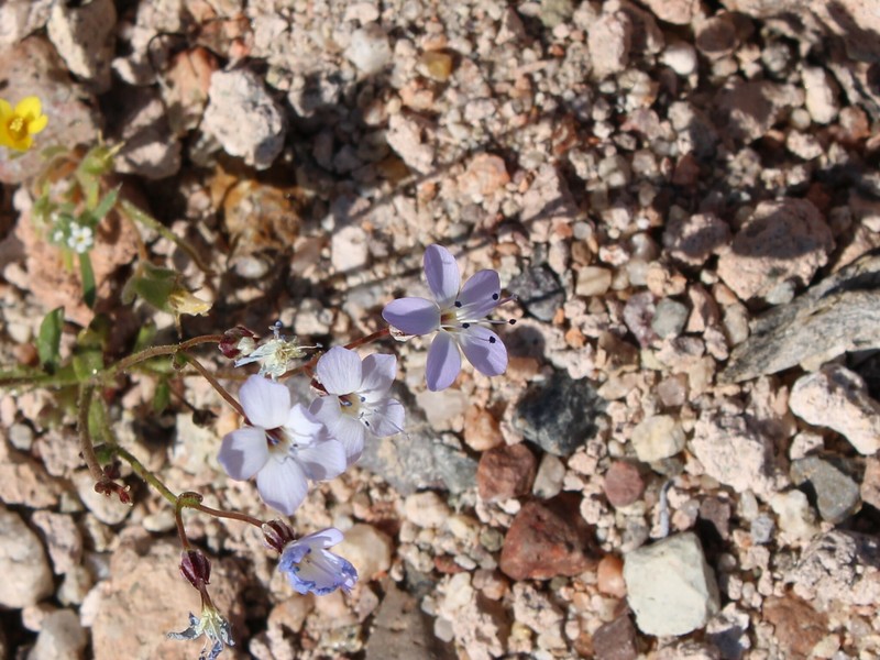 Gilia aliquanta subsp. aliquanta photo 4