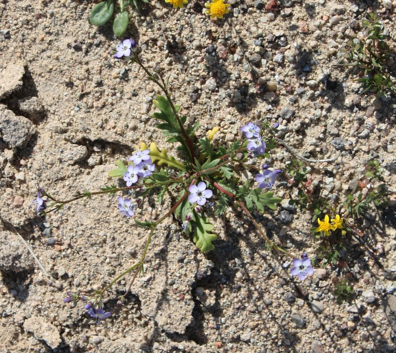 Gilia aliquanta subsp. aliquanta photo 5