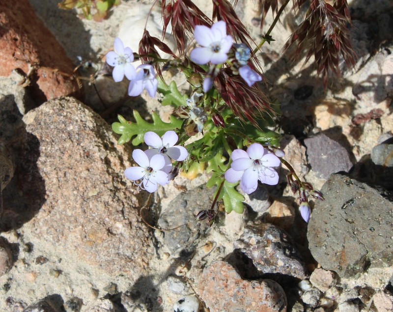 Gilia aliquanta subsp. aliquanta photo 6