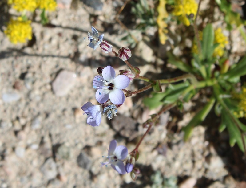 Gilia aliquanta subsp. aliquanta photo 8
