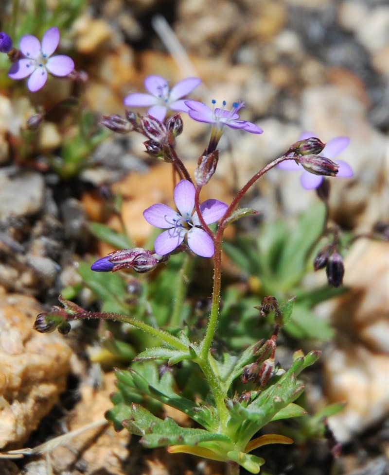 Gilia aliquanta subsp. breviloba