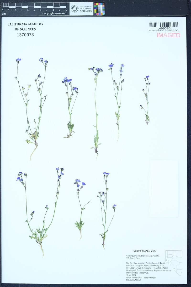 Gilia aliquanta subsp. breviloba photo 2