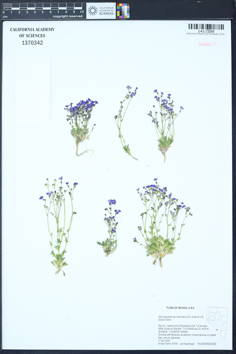 Gilia aliquanta subsp. breviloba photo 3