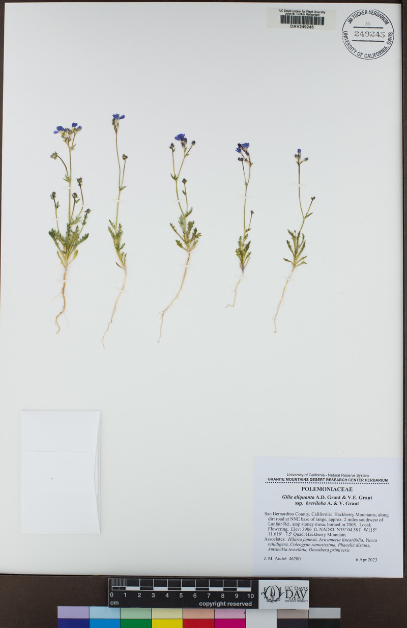 Gilia aliquanta subsp. breviloba photo 4