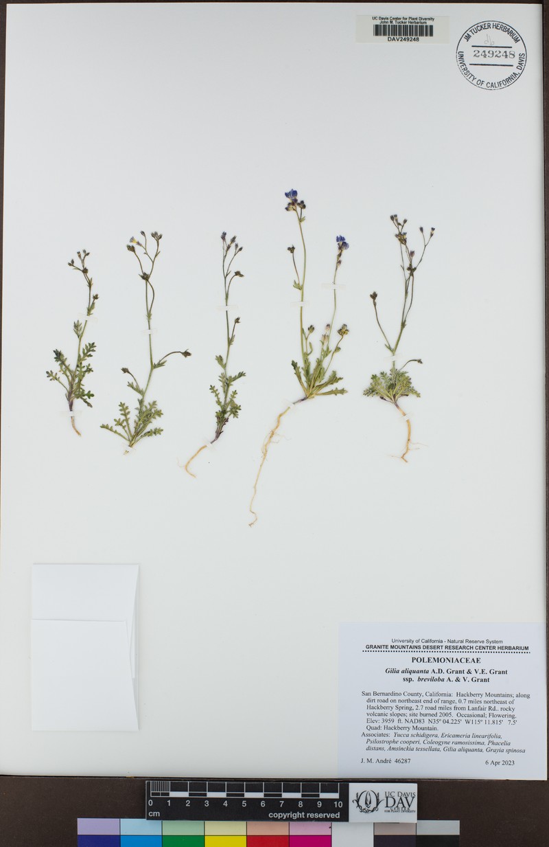 Gilia aliquanta subsp. breviloba photo 5
