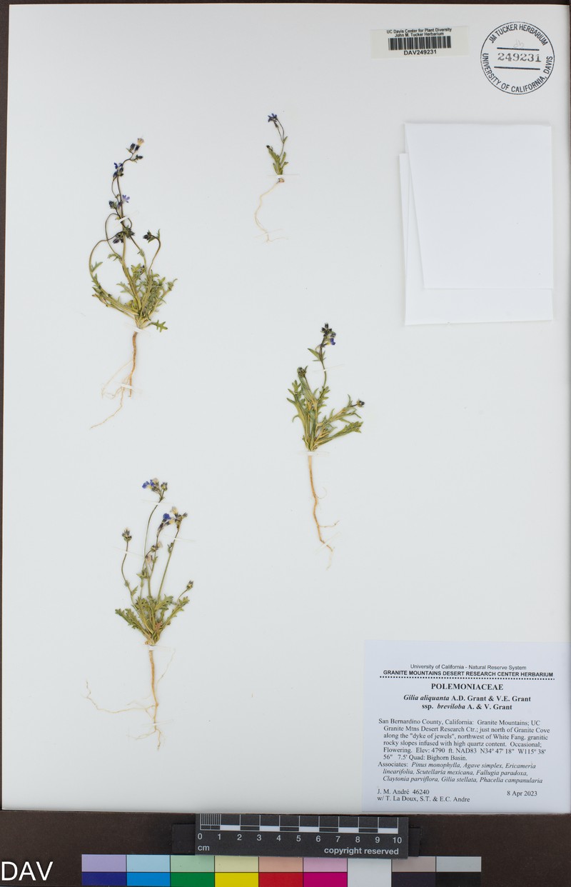Gilia aliquanta subsp. breviloba photo 6