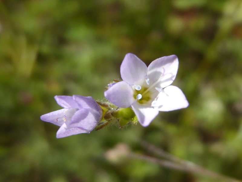 Chaparral Gilia