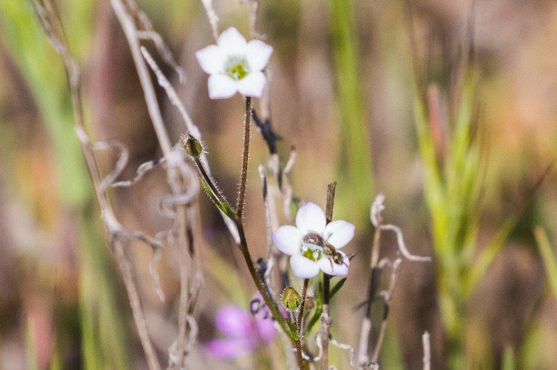 Chaparral Gilia photo 2