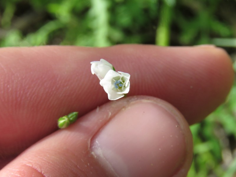 Chaparral Gilia photo 3