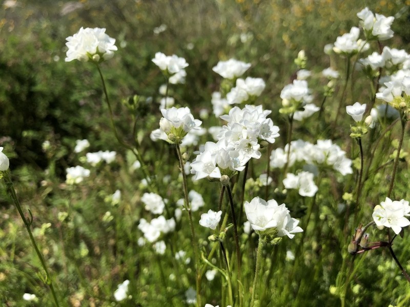 Chaparral Gilia photo 4