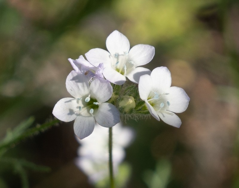 Chaparral Gilia photo 5