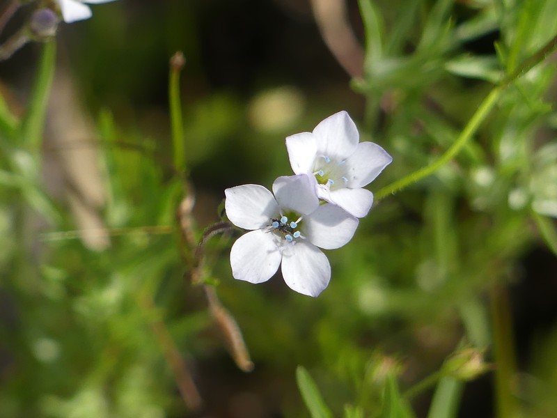 Chaparral Gilia photo 6