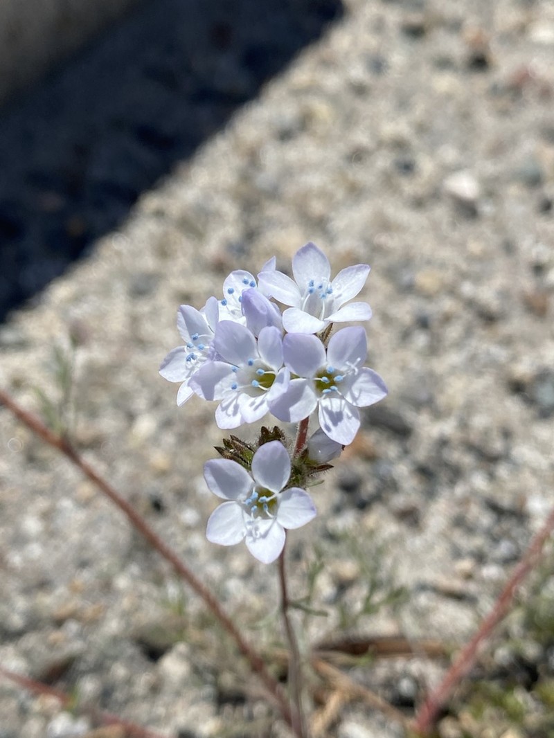 Chaparral Gilia photo 7
