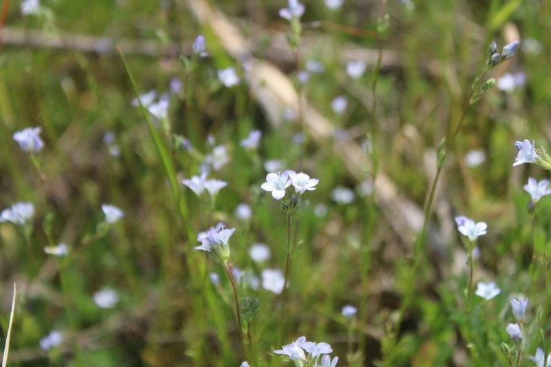 Chaparral Gilia photo 8