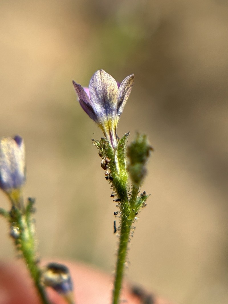 Southwestern Gilia