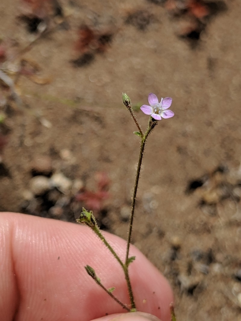 Southwestern Gilia photo 2