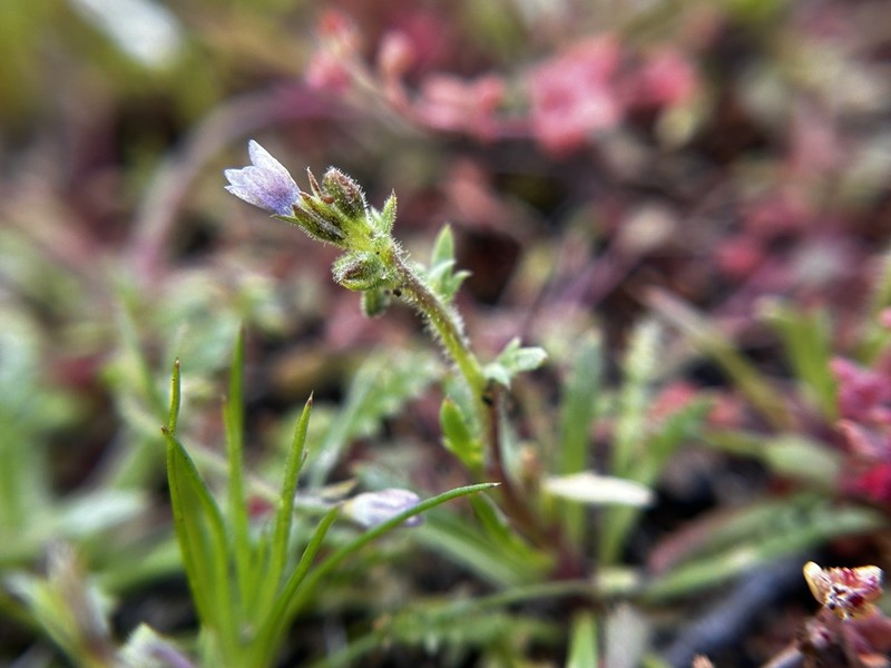 Southwestern Gilia photo 3