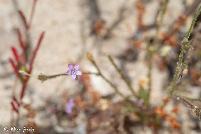Southwestern Gilia photo 5
