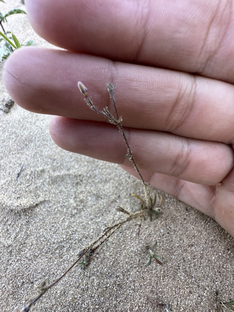 Southwestern Gilia photo 7