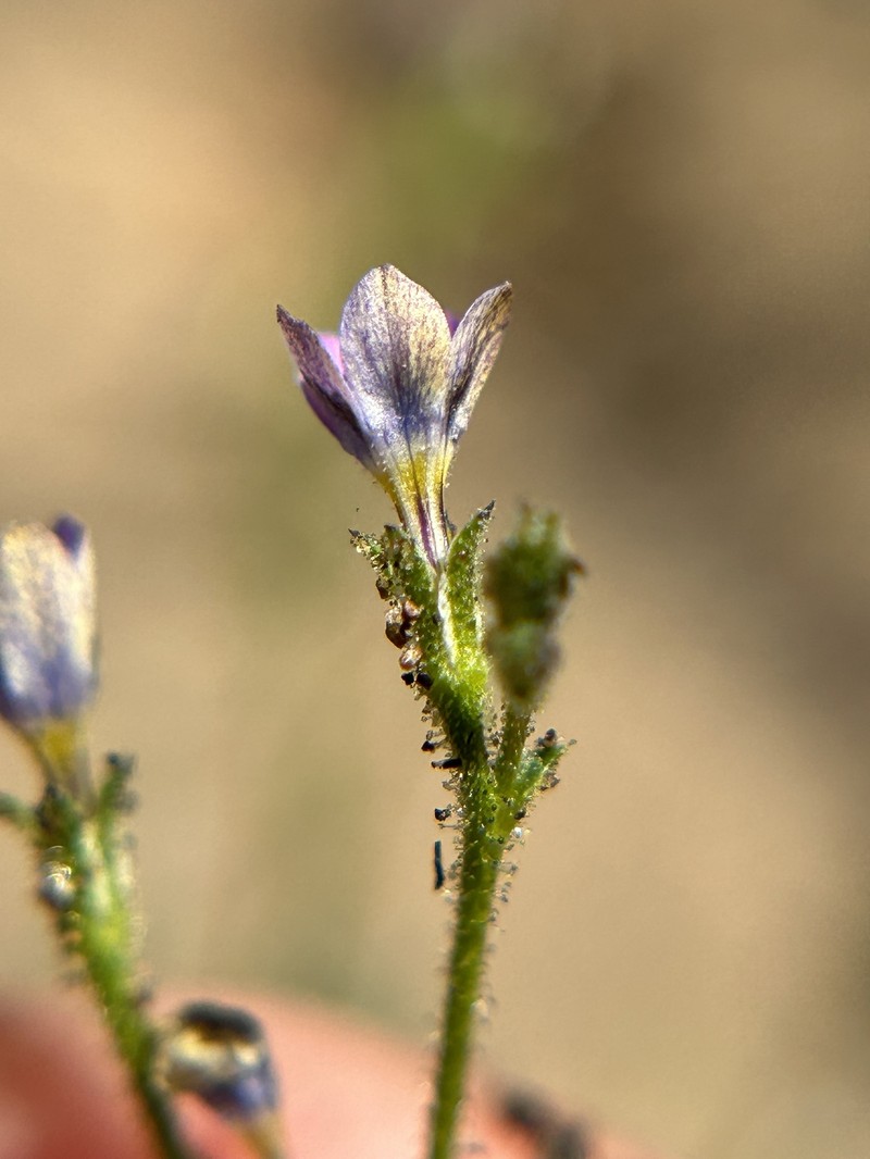 Southwestern Gilia photo 8