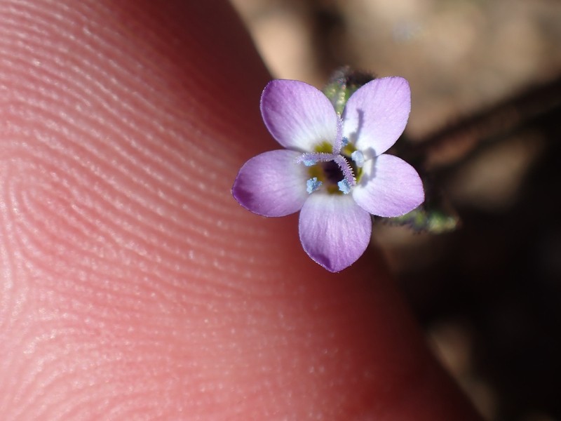 Nevada Gilia