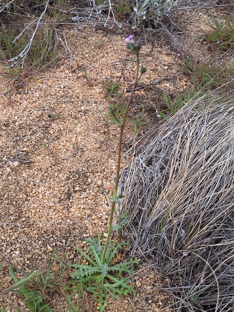 Nevada Gilia photo 2