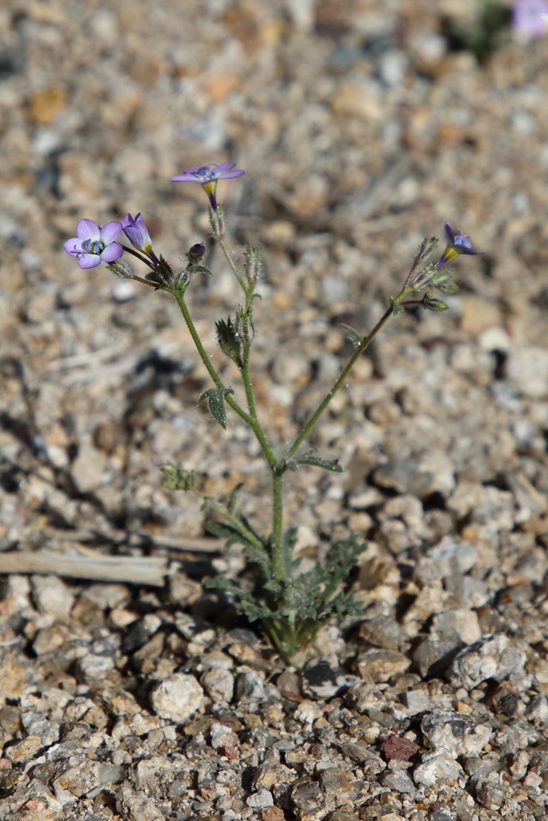 Nevada Gilia photo 3
