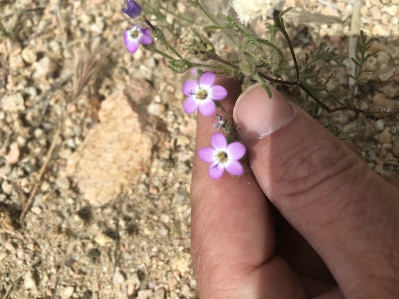 Nevada Gilia photo 4