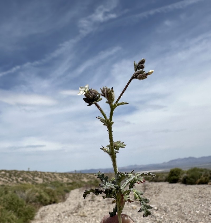 Nevada Gilia photo 5
