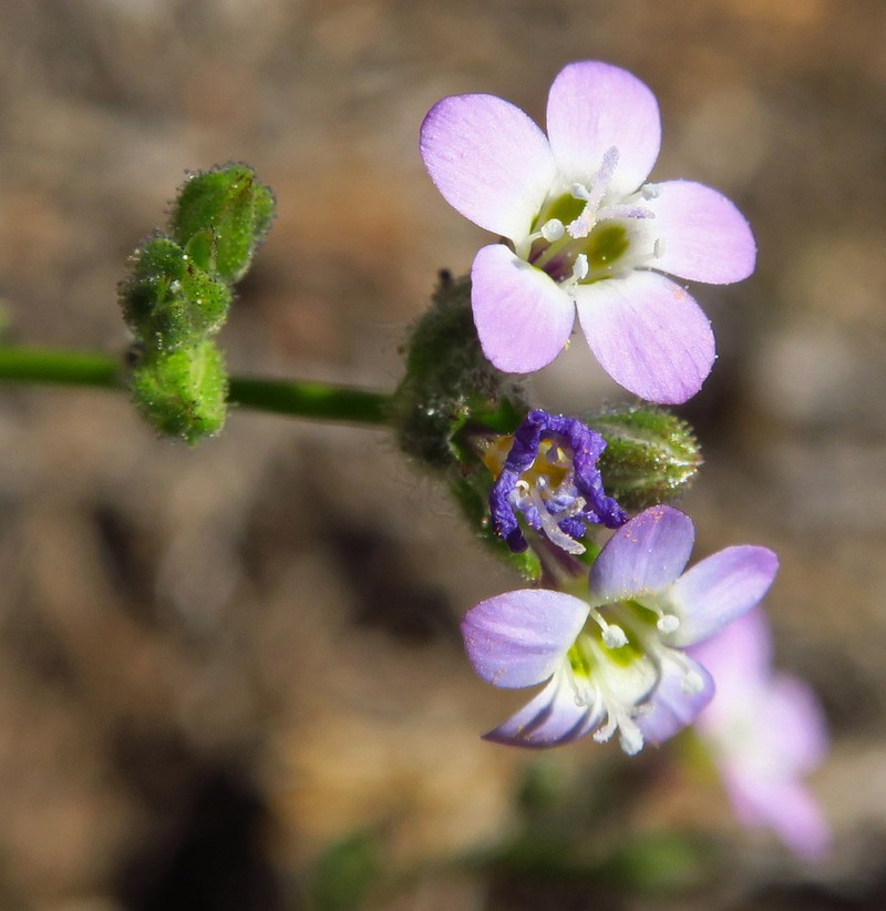 Nevada Gilia photo 6