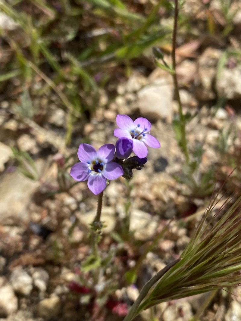 Nevada Gilia photo 7