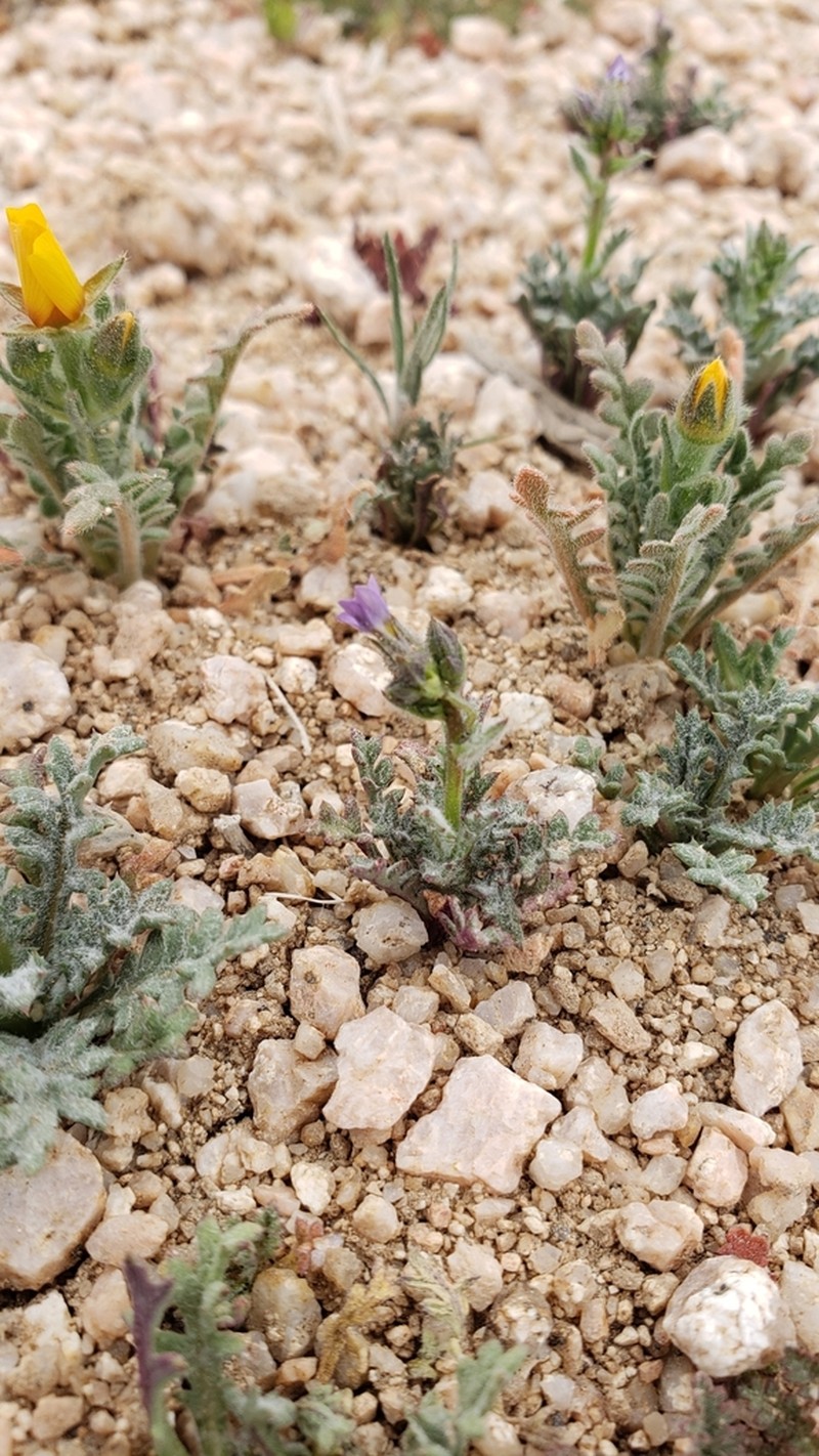 Nevada Gilia photo 8