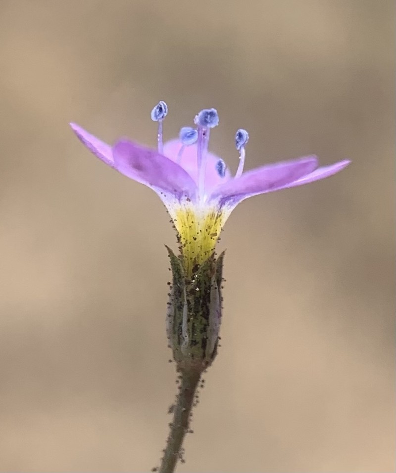 Gilia brecciarum subsp. brecciarum