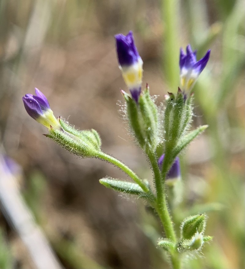 Gilia brecciarum subsp. brecciarum photo 2