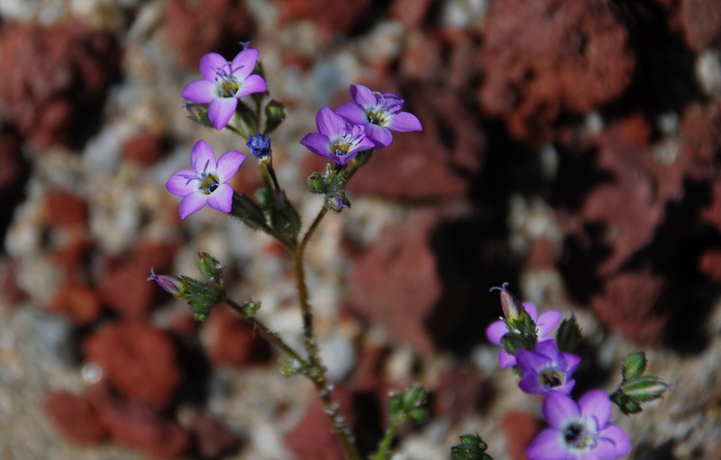 Gilia brecciarum subsp. brecciarum photo 3