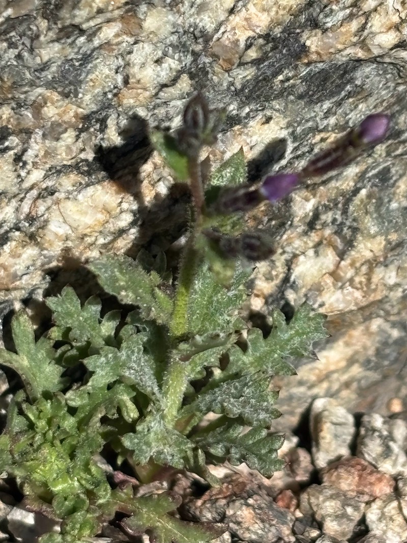 Gilia brecciarum subsp. brecciarum photo 4