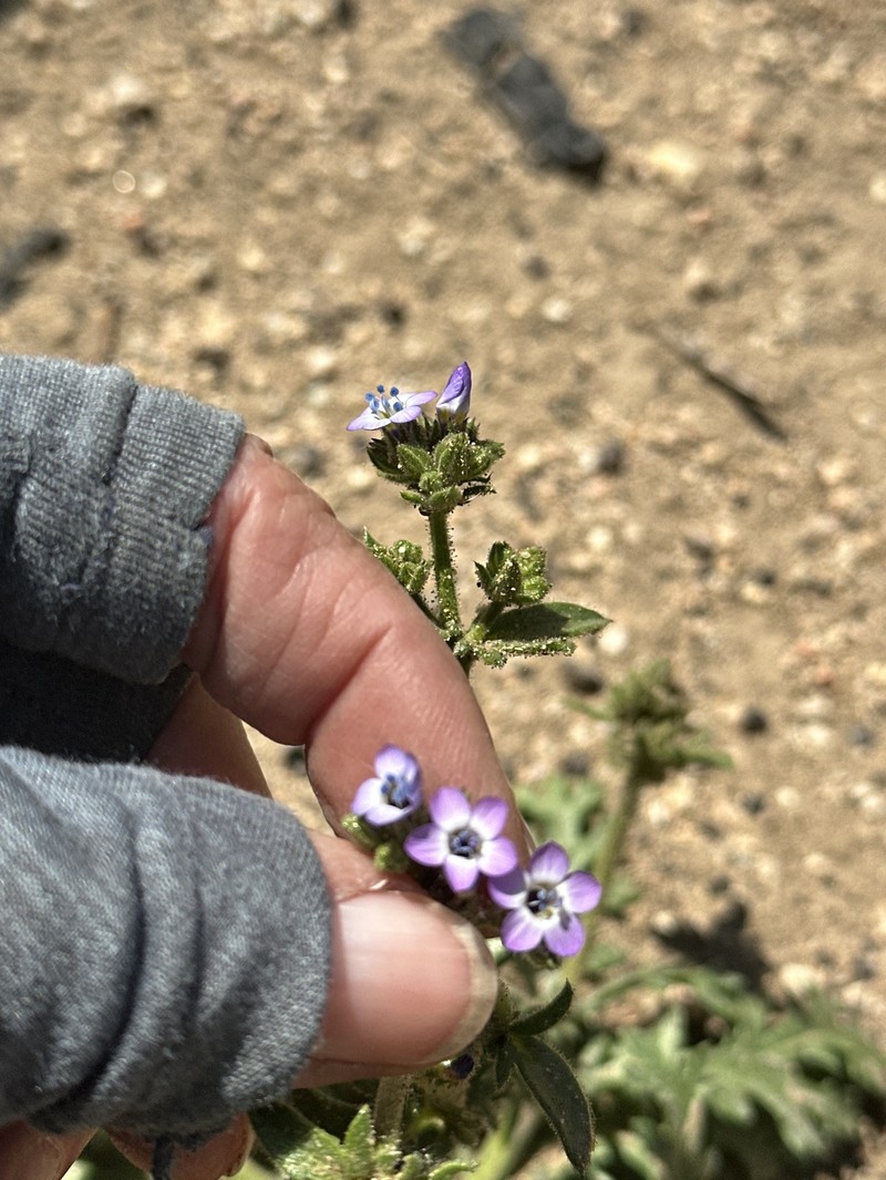 Gilia brecciarum subsp. brecciarum photo 5