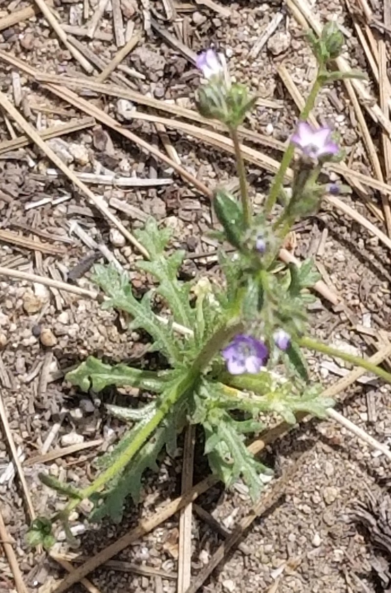 Gilia brecciarum subsp. brecciarum photo 6