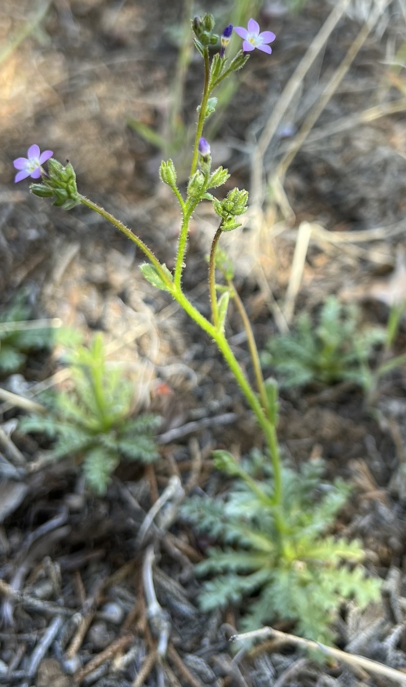 Gilia brecciarum subsp. brecciarum photo 7
