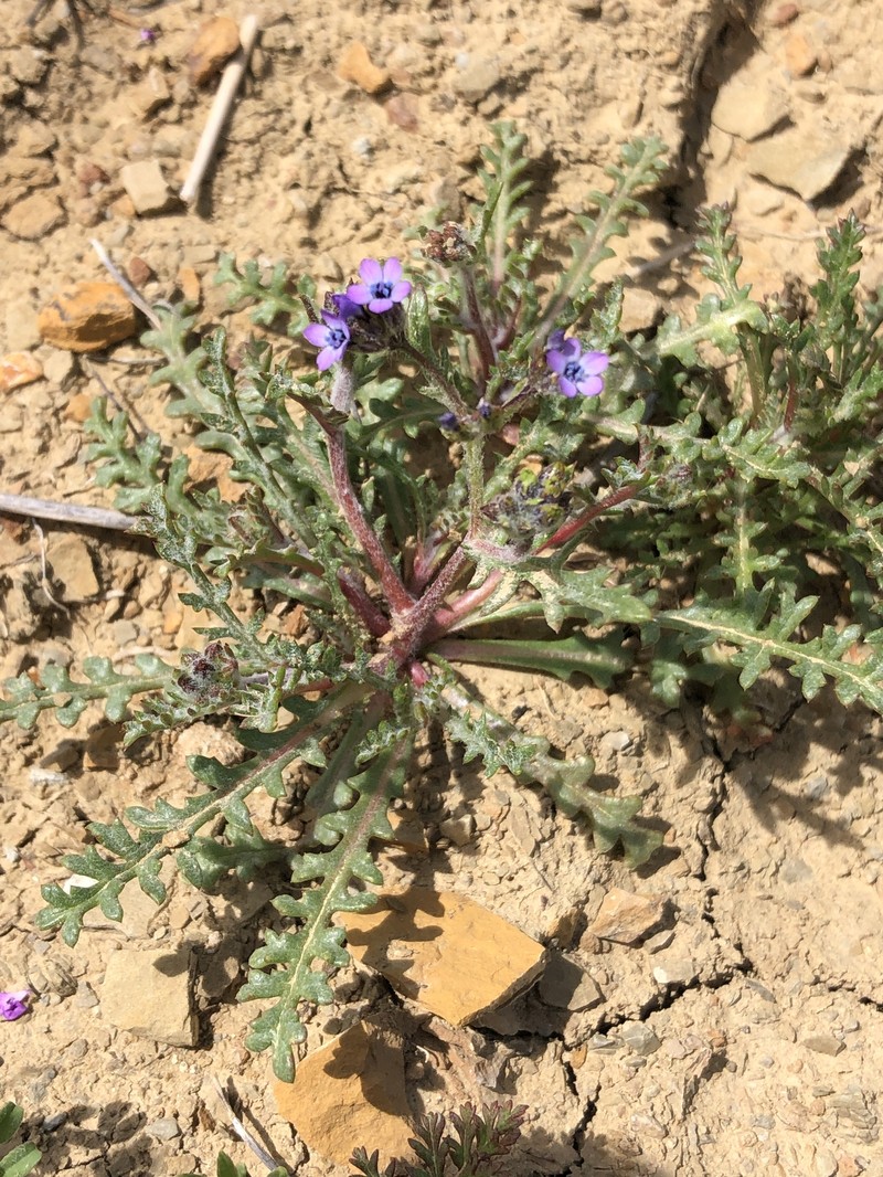 Gilia brecciarum subsp. jacens